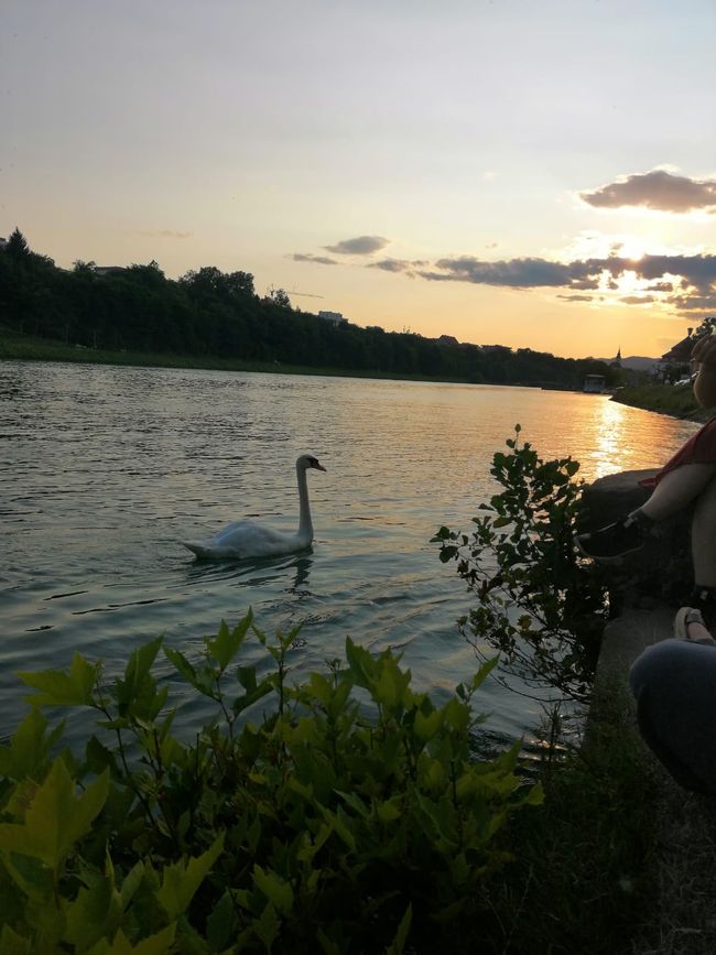 A hungry swan on the Drava river.