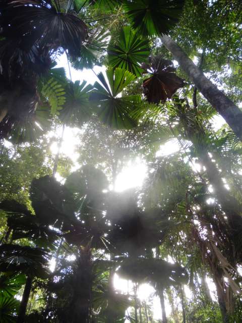 Walk durch den Regenwald :)