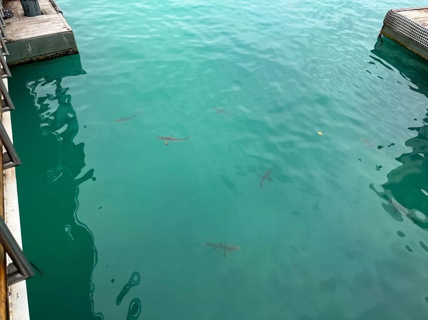 Mini-Haie am Pier
