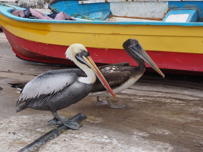 Pelikane warten auf Futter