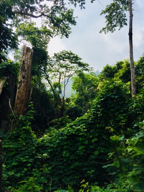 Ekspedisie in die Maleisiese oerwoud | Deel 1