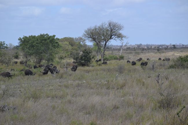 Kruger National Park - Update 17.10.