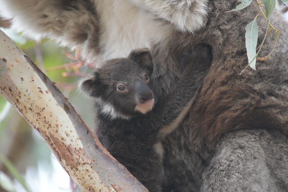 Koala-Baby