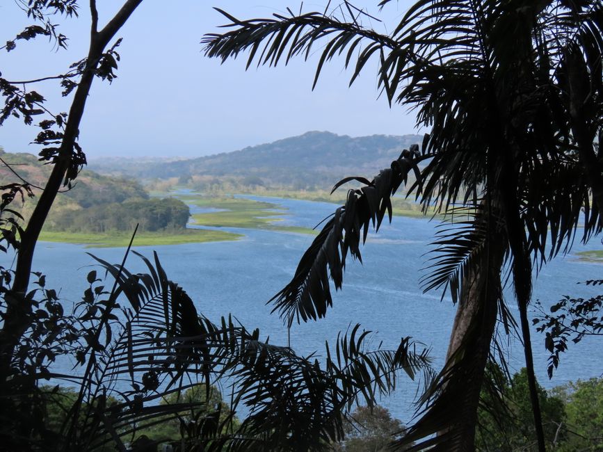 Gamboa - an absolute paradise for birds