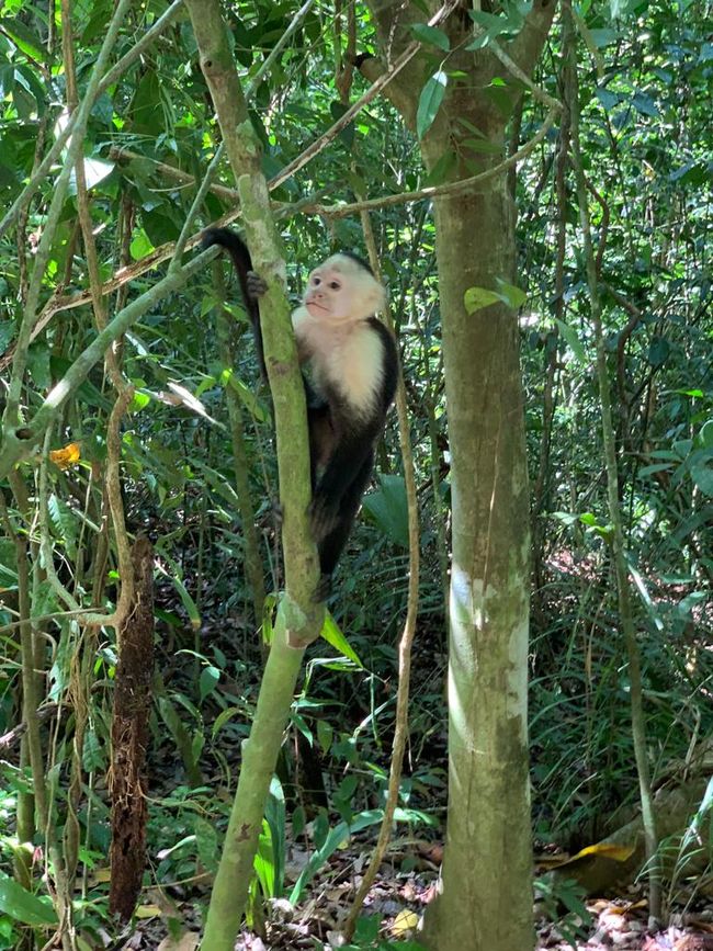 Manuel Antonio - Capuchin monkeys: they look cute but can be little devils.