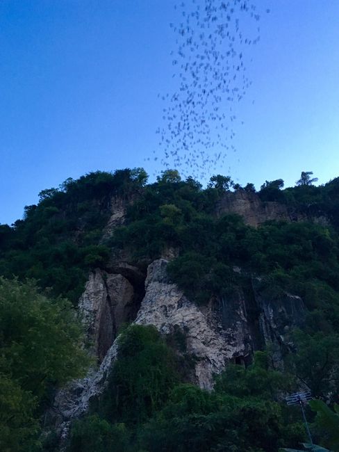 Bat Cave, Battambang -Pünktlich um 17.30 Uhr verlassen die Fledermäuse jeden Abend die Höhle