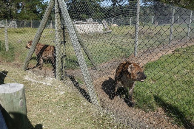 The two hyena sisters don't get along, so they are kept in separate enclosures