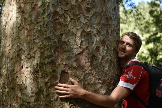 Ein Kauribaum