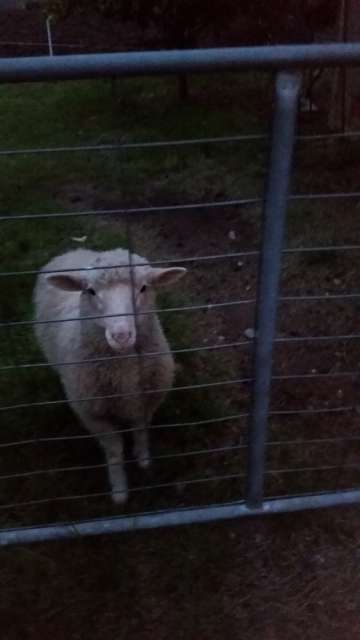 Mein Schaf <3 