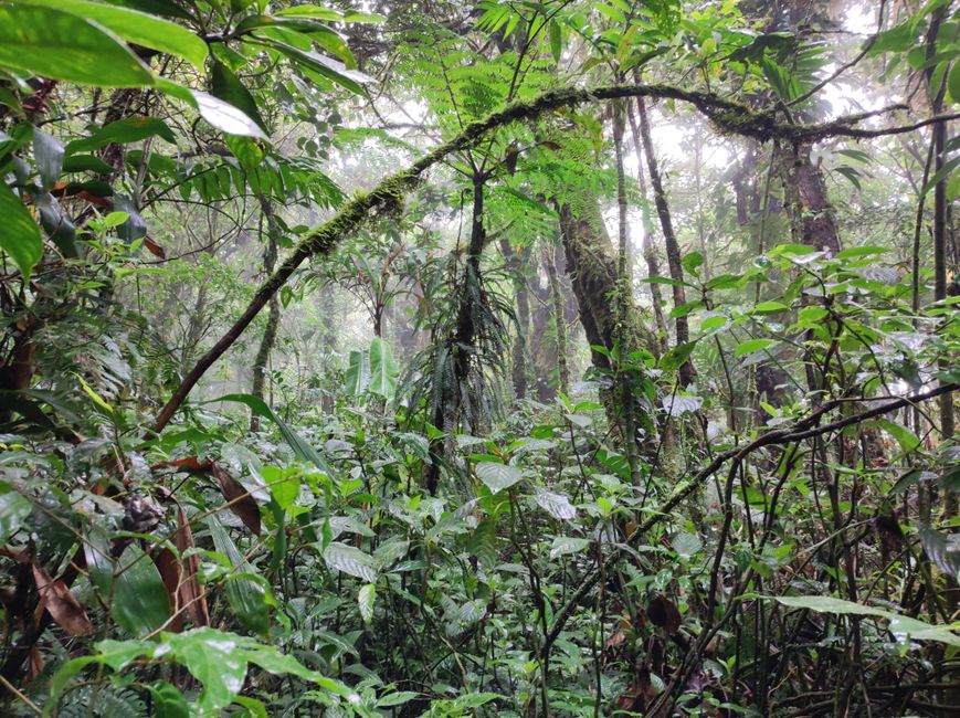 Monteverde Nebelwald (1.5.22)