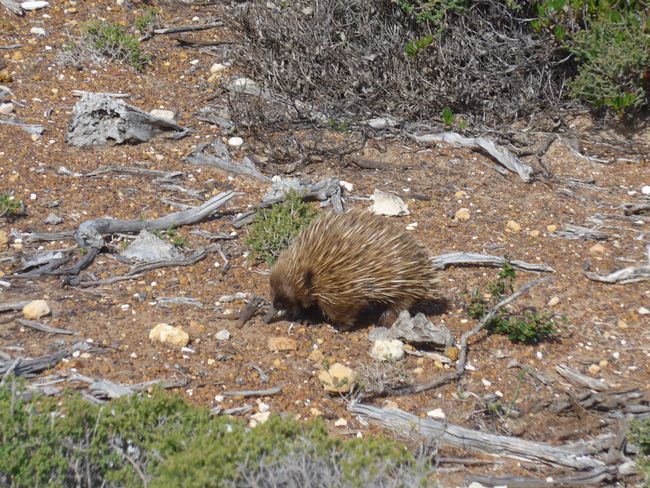 Kangaroo Island - Kängurus und Koalas (Australien Teil 10)