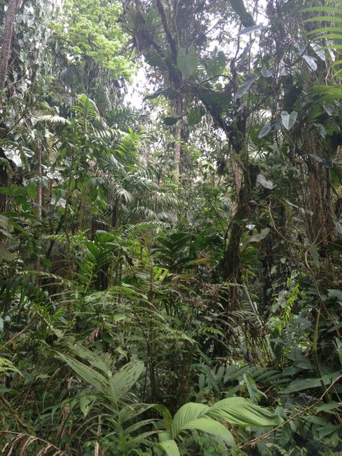 And like this: jungle vegetation