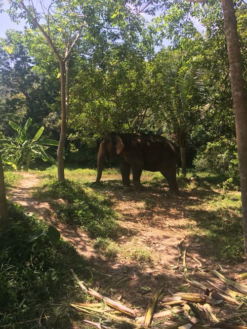 Der Elefant im Dschungel