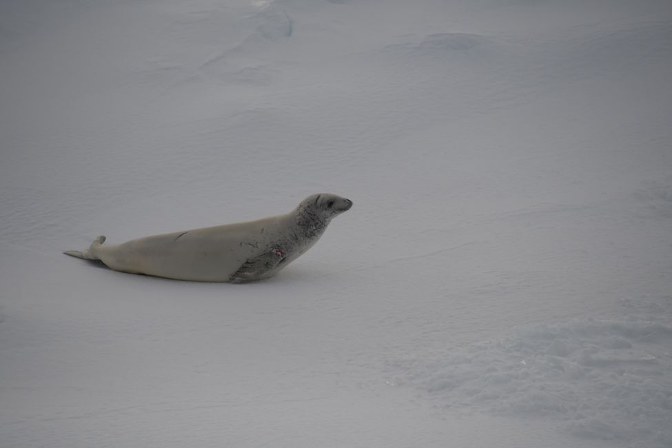 Adelie penguin and crabeater seals