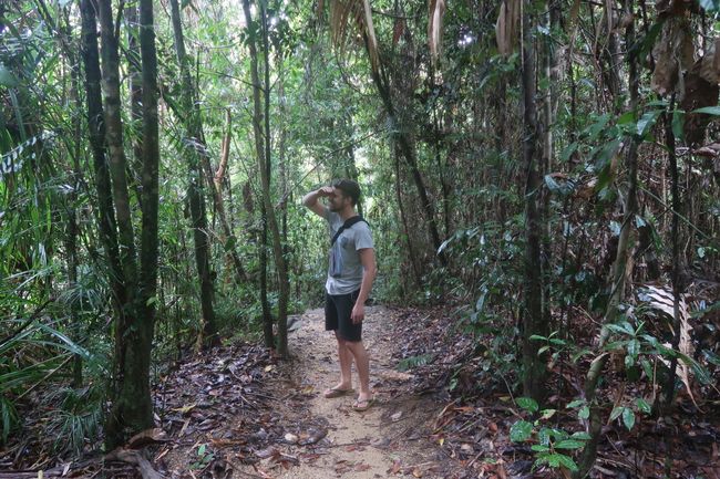 Searching for a cassowary. :)