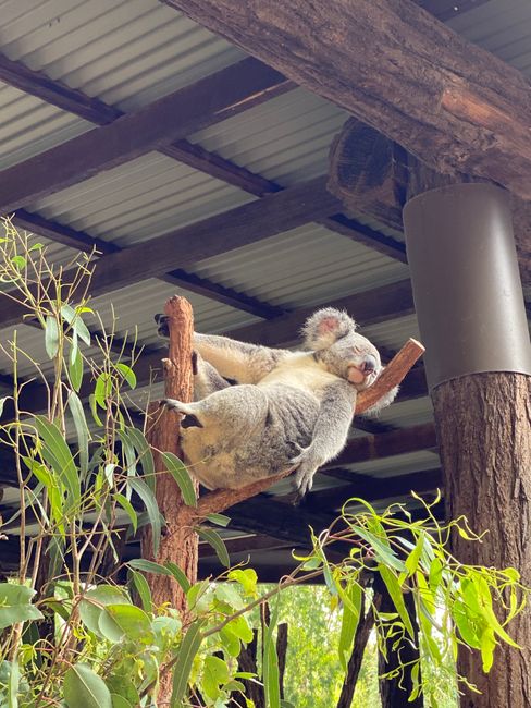 13&14|12|2019, Australia Zoo