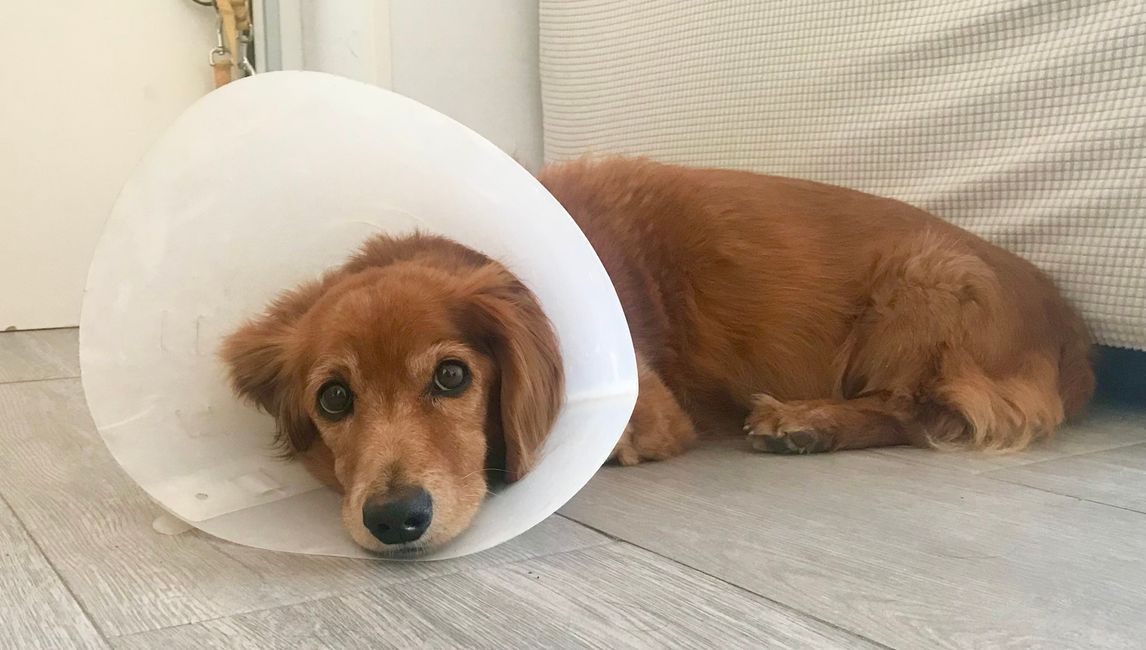 Berry on Monday with a cone collar. The bandage on his leg is off. Because he constantly licks the wound, he has to wear a collar in the apartment.