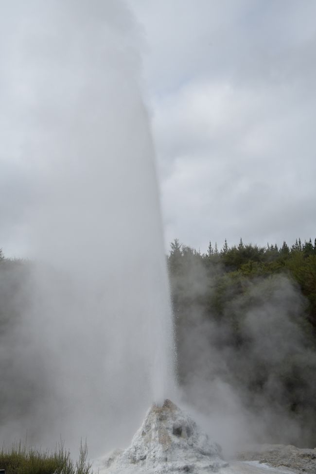 Thermalgebiet Wai-o-tapu - Lady Knox Geysir:  ... schon kommt das Wasser raus.