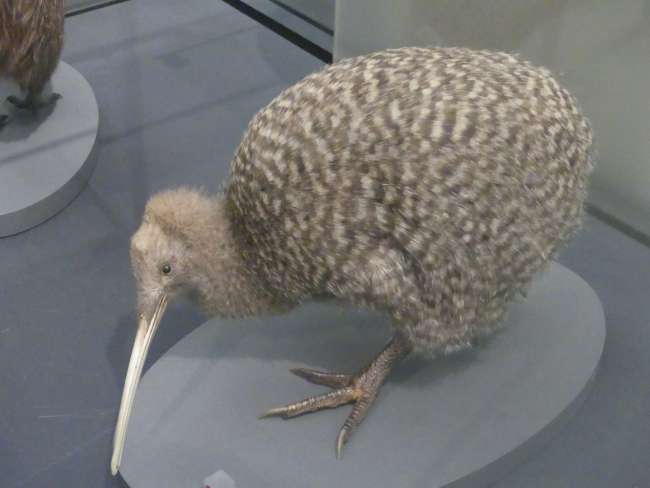 Der schon fast ausgestorbene Spotted Kiwi