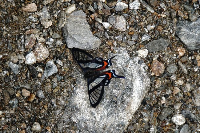 Wunderschöne Schmetterlinge auf dem Weg
