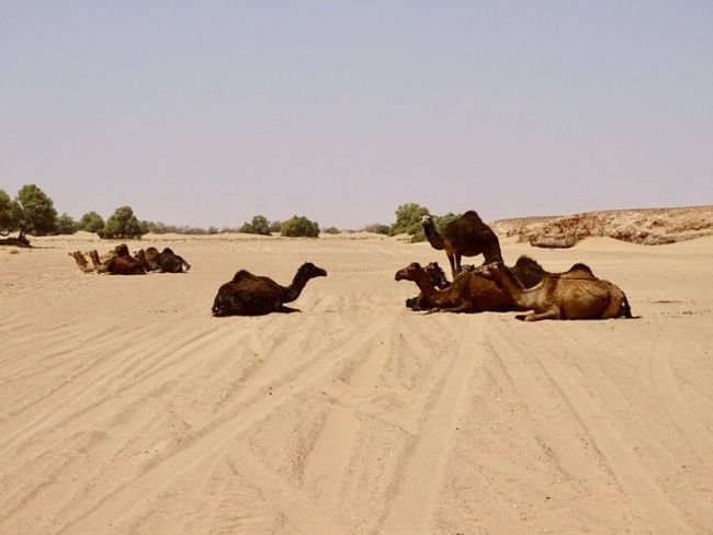 The wild desert animals