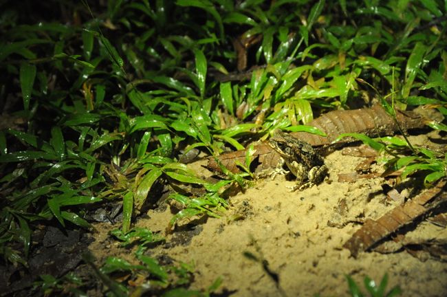 On the night hike, we found a toad