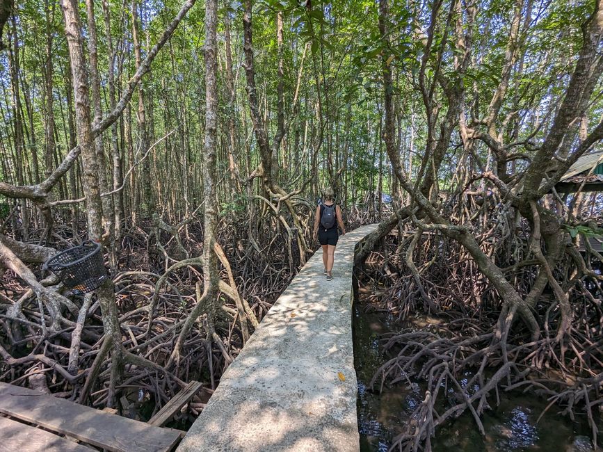 Durch den Mangrovenwald 