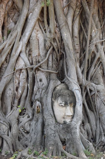 Der berühmte Buddhakopf in den Wurzeln verflochten 