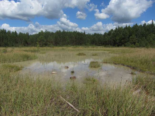 Valgejärve - Hike in the Estonian Bog