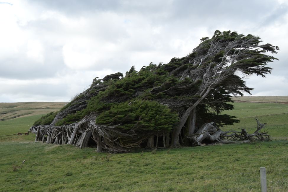 Catlins - Wind-blown trees at Slope Point