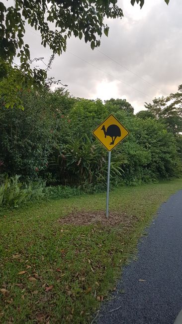Beware of the bird: Cassowary. 