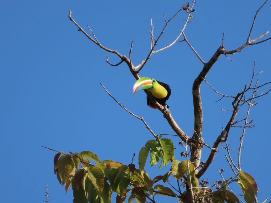 גמבואה - גן עדן מוחלט לציפורים