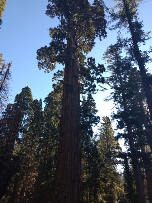 Sequoia- & Kings Canyon Nationalpark