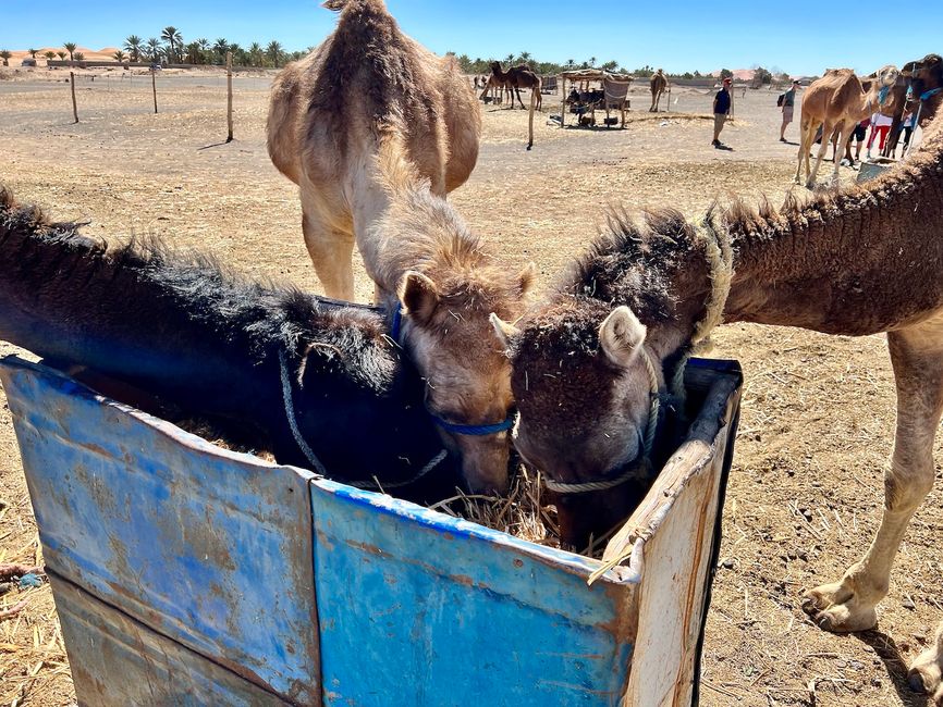 Feeding at the camel station.
