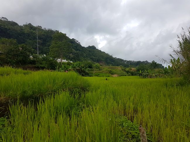 Grauer Himmel, grüne Reisfelder 