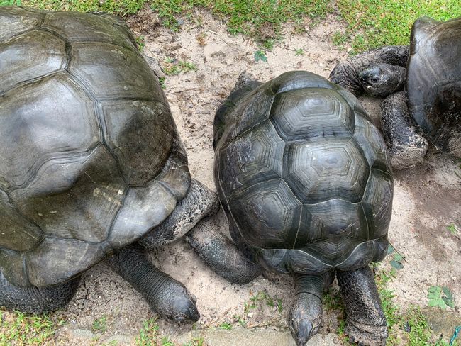 Die Riesenschildkröten