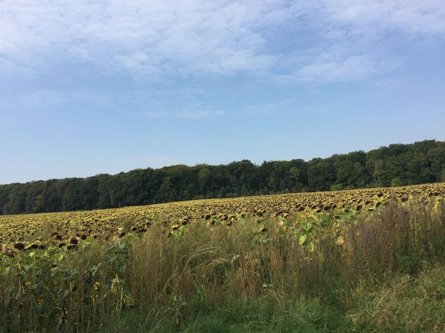 Sunflower field 🌻