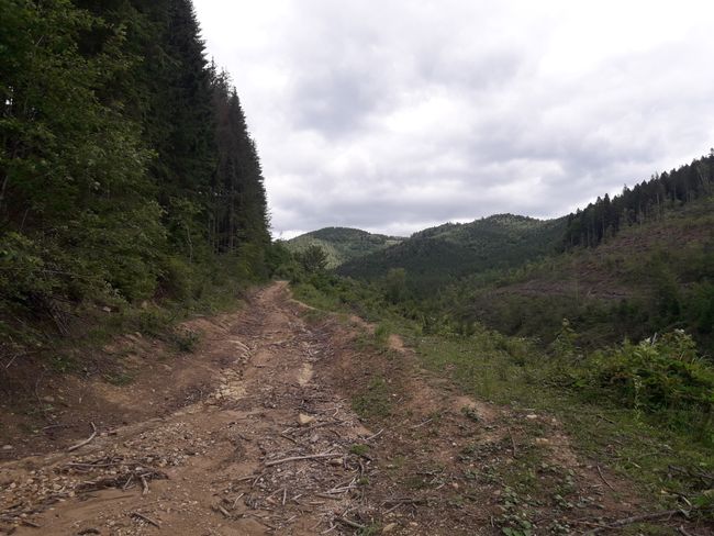 the last Carpathian foothills