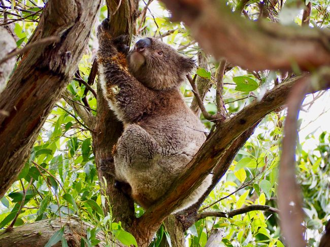 you find those Koalas everywhere, but you can never get enough of them.