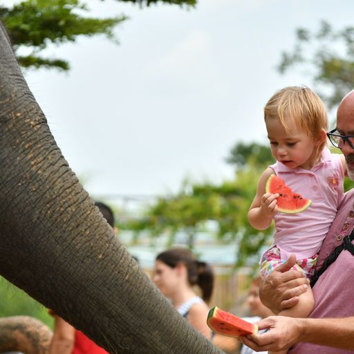 The Elephant Jungle Sanctuary in Phuket