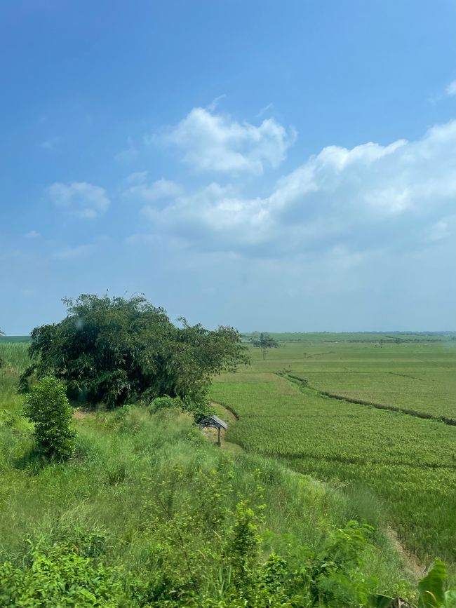 Zugfahrt nach Yogyakarta mit schönen Reisfeldern