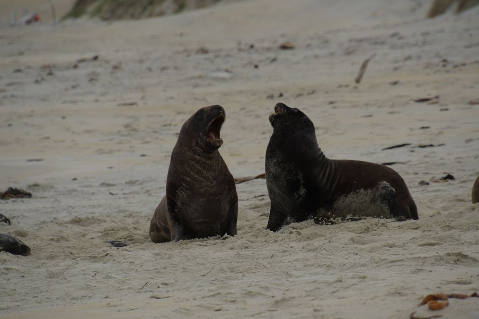 Otago Peninsula - Sea lions in Sandfly Bay