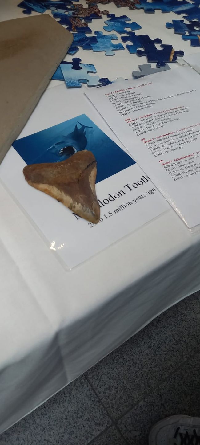 real megalodon tooth