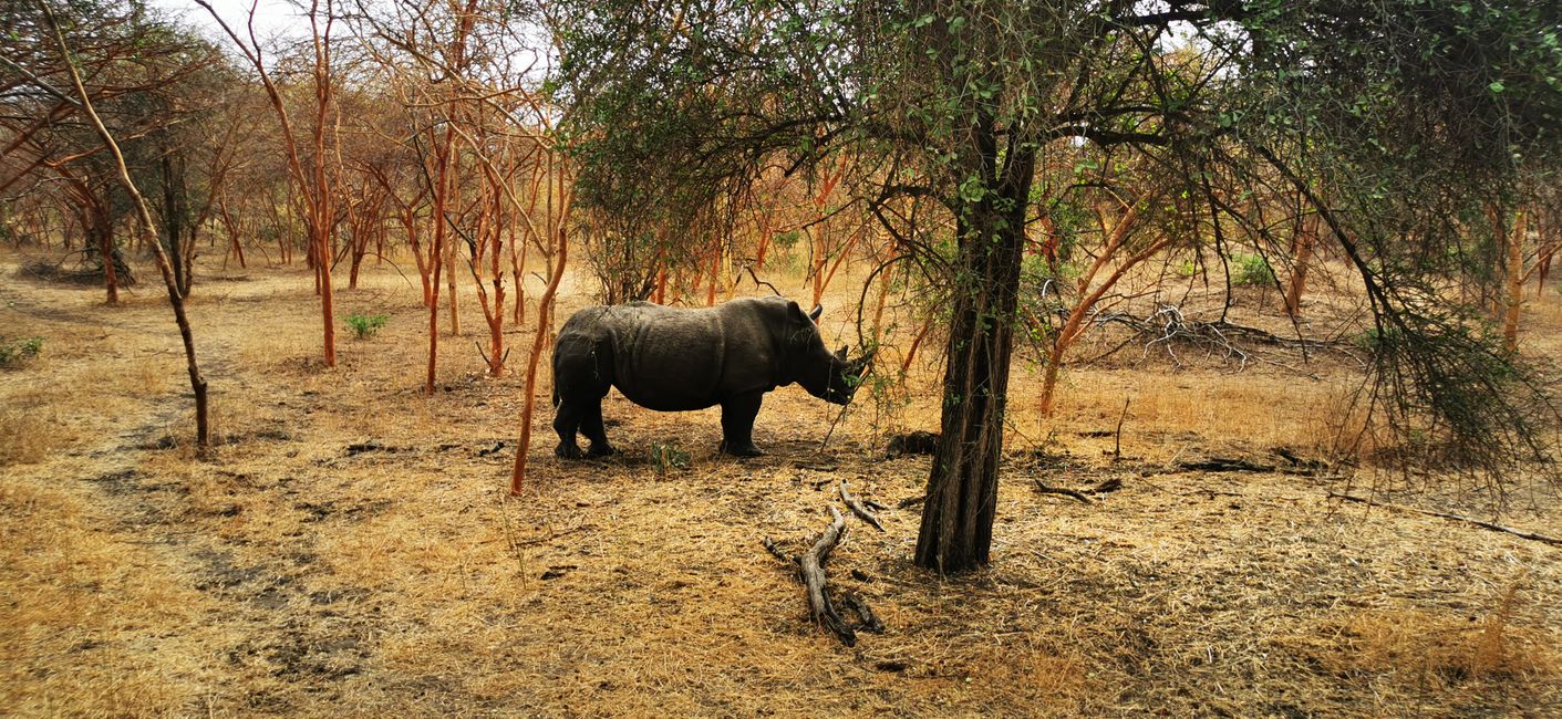 Foret de Bandia - Safari
