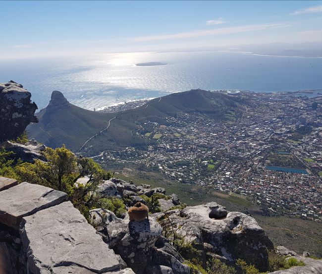 Blick über Kapstadt und Lion´s Head vom Table Mountain