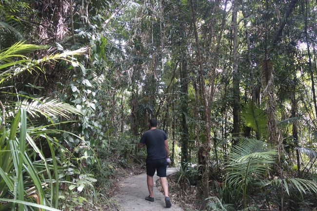 14.08.19 - 20.08.19 Daintree Rainforest and heading south
