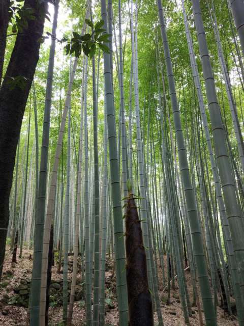 Kyoto - the last destination in Japan