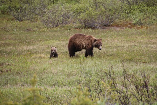 the grizzlies came in front of our camera...