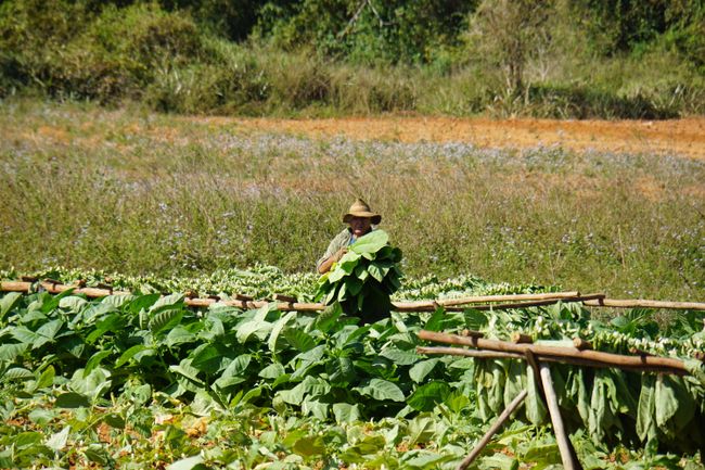 In the tobacco fields of the world - pure nature in Viñales!