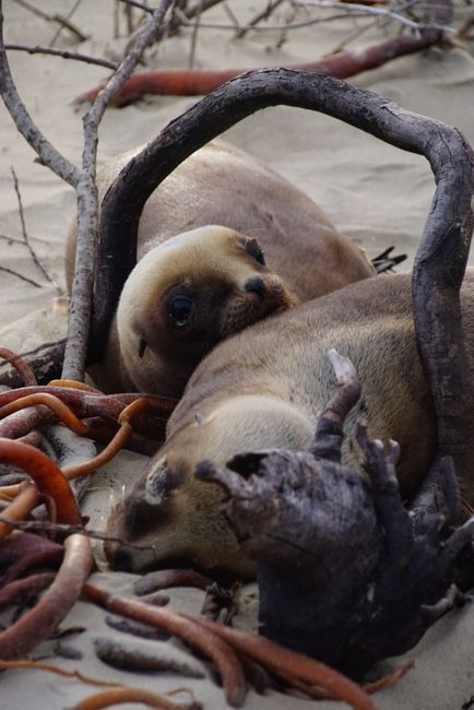 Sorat Bay - Two baby seals